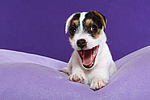 Parson Russell Terrier Welpe / parson russell terrier puppy