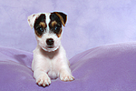 Parson Russell Terrier Welpe / parson russell terrier puppy