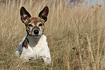 Jack Russell Terrier