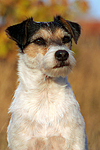 Parson Russell Terrier