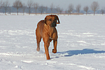 laufender Rhodesian Ridgeback / trotting Rhodesian Ridgeback