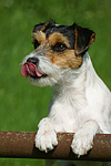 Parson Russell Terrier