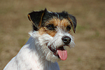 Parson Russell Terrier