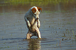 Parson Russell Terrier