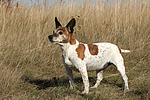 Jack Russell Terrier