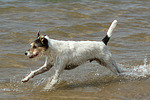 Parson Russell Terrier