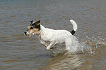 Parson Russell Terrier