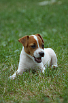 Jack Russell Terrier Welpe / Jack Russell Terrier puppy