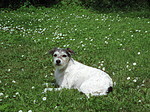 liegender Parson Russell Terrier / lying PRT