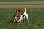 Parson Russell Terrier