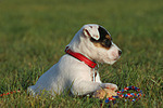 liegender Parson Russell Terrier Welpe / lying PRT puppy