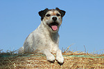 Parson Russell Terrier