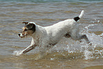 Parson Russell Terrier