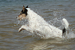 Parson Russell Terrier