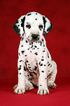 Dalmatiner Welpe / dalmatian puppy