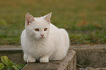 weiße Hauskatze / white domestic cat