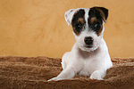 liegender Parson Russell Terrier Welpe / lying PRT puppy