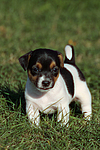 Jack Russell Terrier Welpe / jack russell terrier puppy