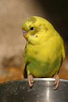 Wellensittich / budgie