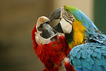 Aras / macaws