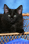 Norwegische Waldkatze Kätzchen / norwegian forestcat kitten