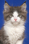 Maine Coon Kätzchen / maine coon kitten