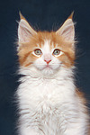 Maine Coon Kätzchen / maine coon kitten