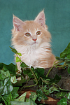 Maine Coon Kätzchen Portrait / maine coon kitten portrait