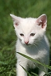 Kätzchen Portrait / kitten portrait