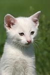 Kätzchen Portrait / kitten portrait