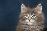 Maine Coon Kätzchen / maine coon kitten