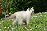 Britisch Kurzhaar Kätzchen / british shorthair kitten