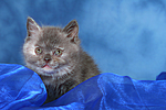 Britisch Kurzhaar Kätzchen Portrait / british shorthair kitten portrait