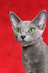 Russisch Blau / russian blue