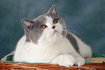 Britisch Kurzhaar / british shorthair