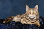 Maine Coon