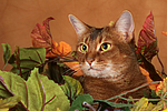 Abessinier / abyssinian cat