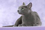 liegende Russisch Blau / lying russian blue