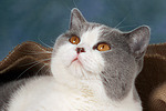 Britisch Kurzhaar / british shorthair