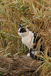 sitzende Hauskatze / sitting domestic cat