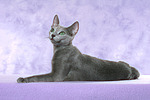 liegende Russisch Blau / lying russian blue