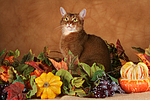 Abessinier / abyssinian cat