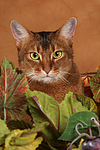 Abessinier / abyssinian cat