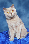 Britisch Kurzhaar / british shorthair