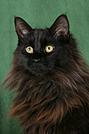 Maine Coon