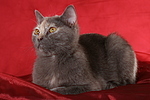 liegende Britisch Kurzhaar / lying british shorthair