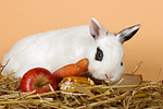 Zwergkaninchen / dwarf rabbit