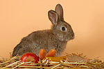 Kaninchen / rabbit