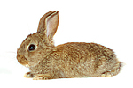 Zwergkaninchen / dwarf rabbit