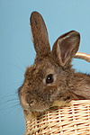 Kaninchen / rabbit